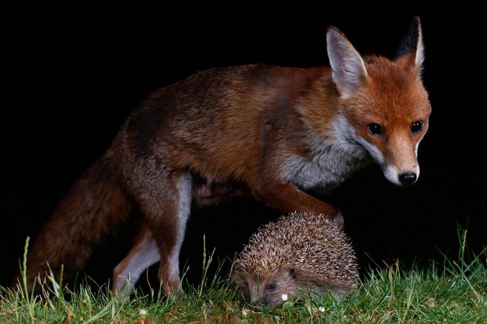 Hedgehog and fox